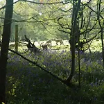 Bluebells