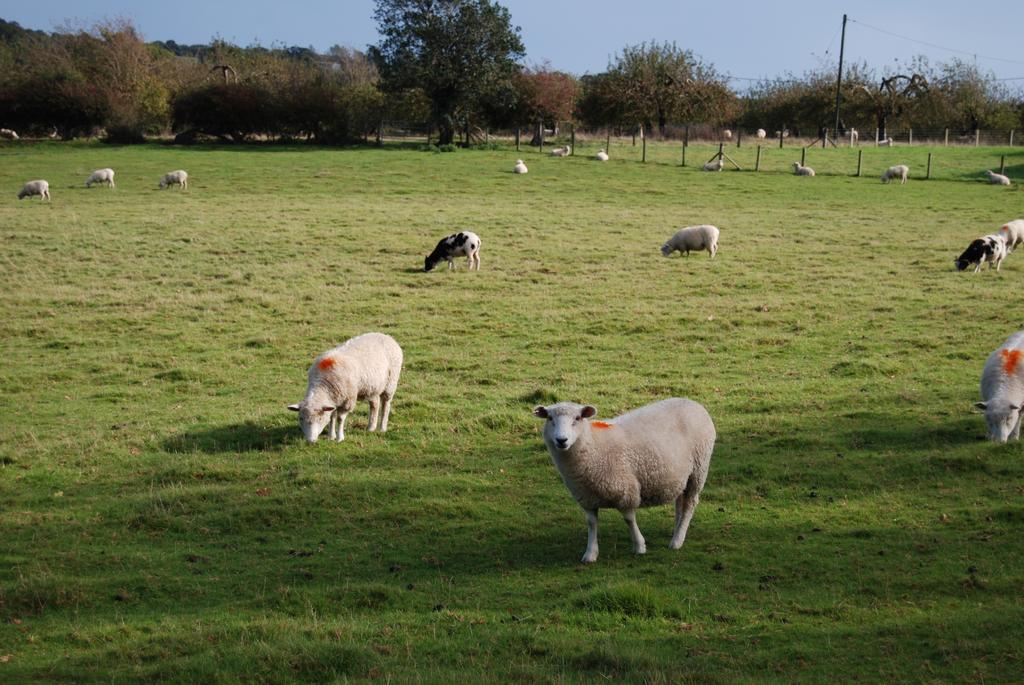 Bed & Breakfast Hare & Hounds 3*