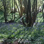 Bluebells
