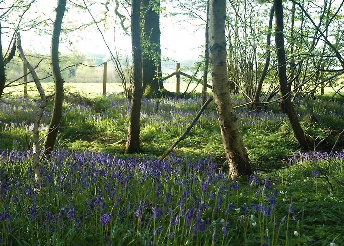 Bluebells