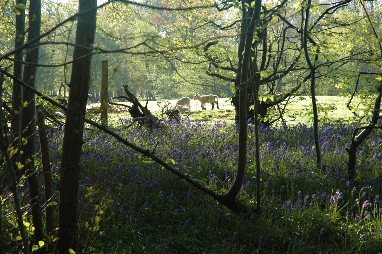 Bluebells Apartment