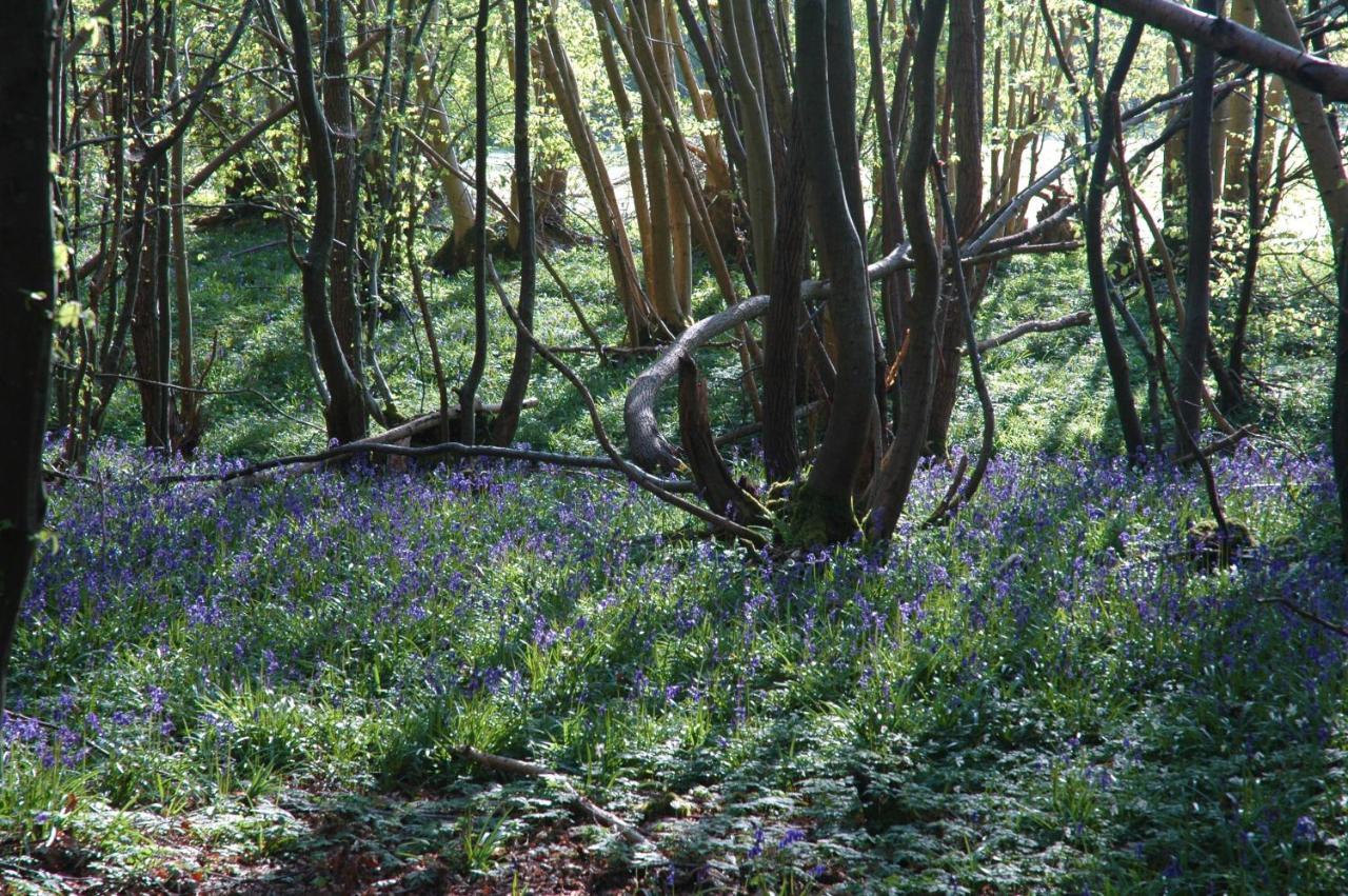 Apartment Bluebells *