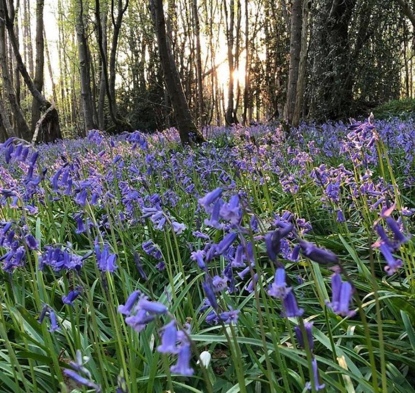 Bluebells *