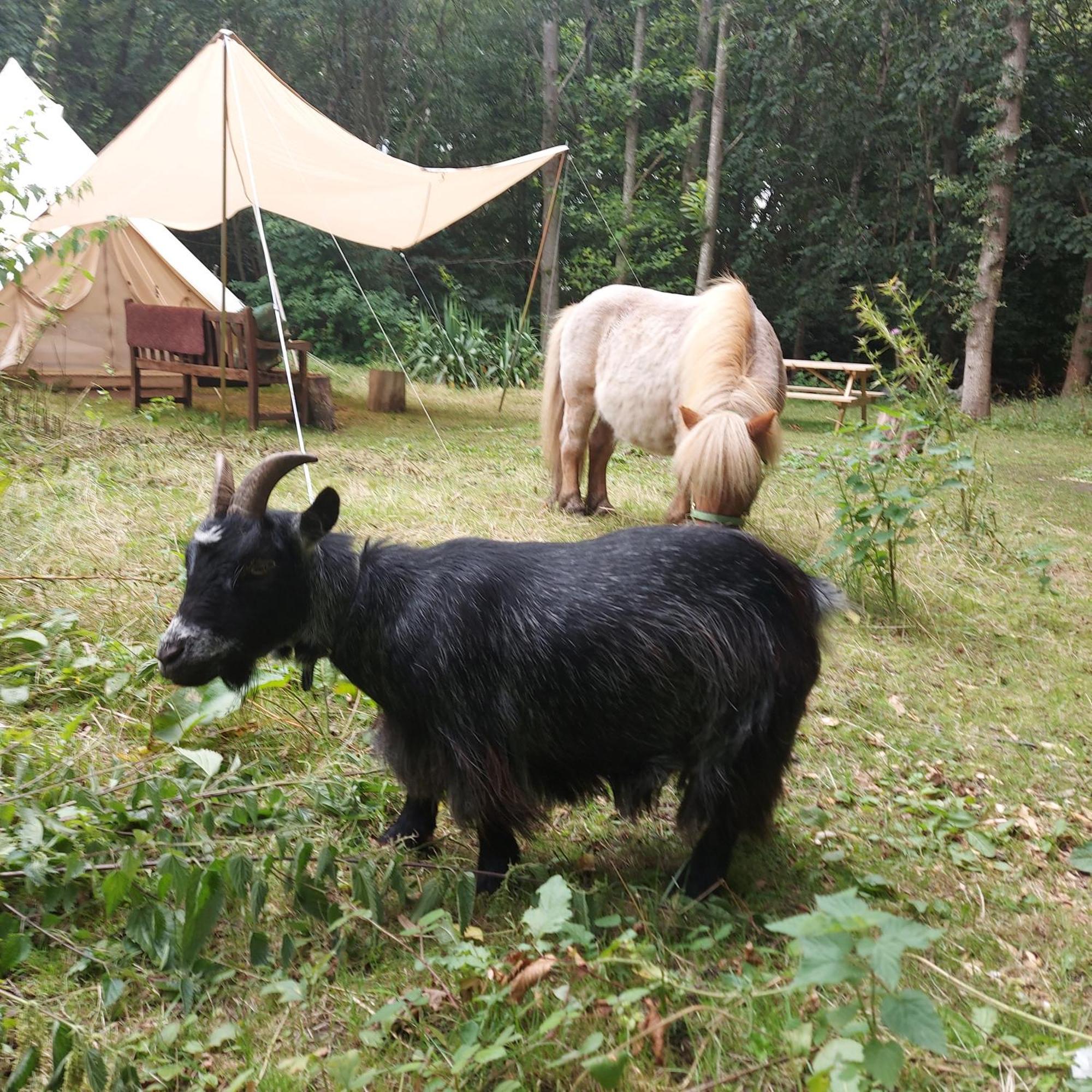 Luxury tent Dogwood Yurt